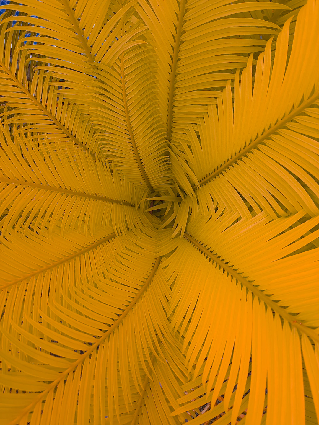 Patauá Amazonia - vista 2 de 5 - Frasco de Patauá Amazonia Herbevie