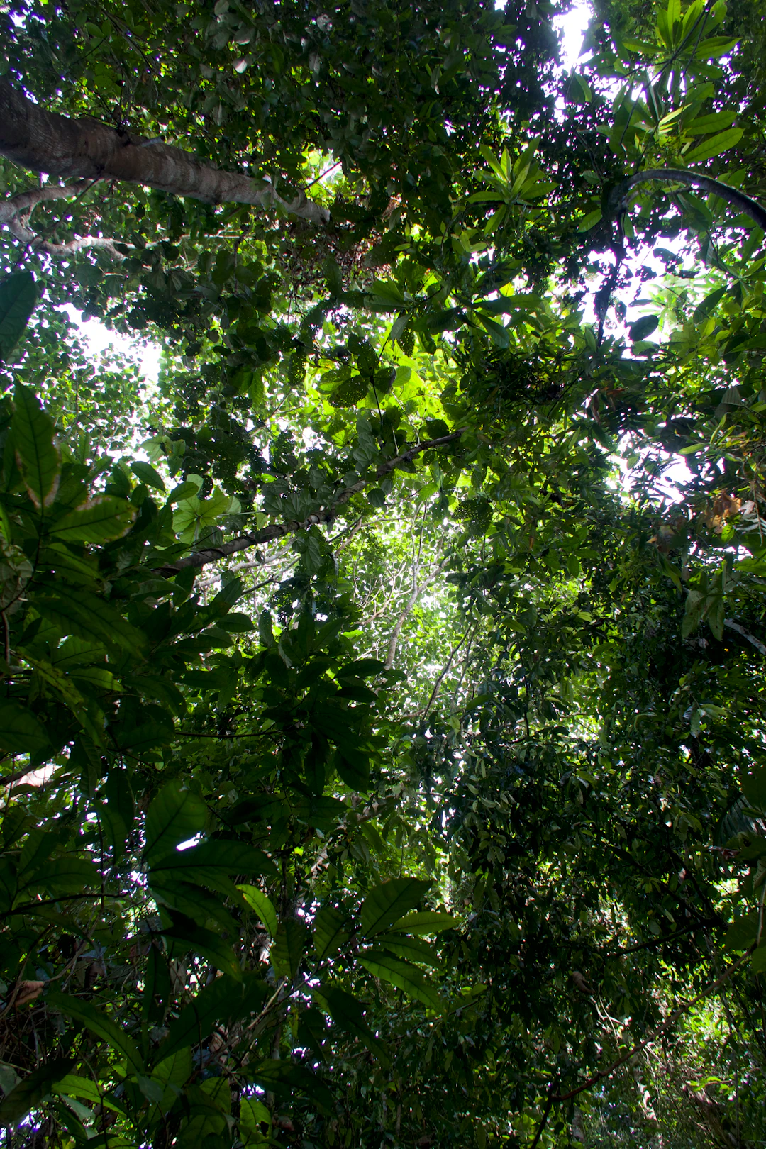 Andiroba Amazonia - Frasco de Andiroba Amazonia Herbevie