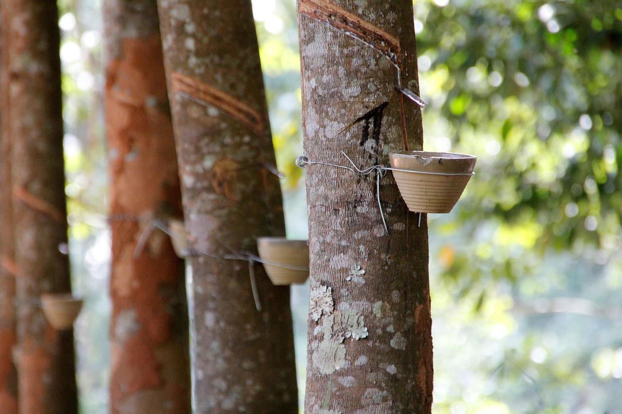 Copaíba Amazonia - miniatura